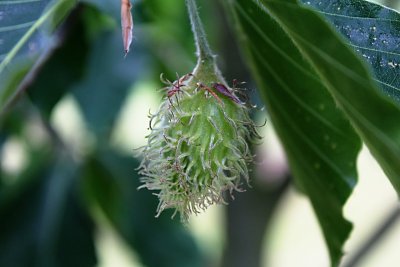 Fagus grandifolia 'Caroliniana' - buk velkolistý - plod